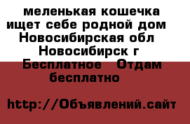 меленькая кошечка ищет себе родной дом - Новосибирская обл., Новосибирск г. Бесплатное » Отдам бесплатно   